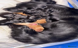 Cocker Spaniel dogs for sale: Working Cocker Spaniel Puppies  - Image 5