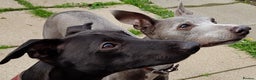 Whippet dogs for stud: Eidynrock Sangoma with Silkspun ,Sportingbred.X in Glasgow - Advert 14