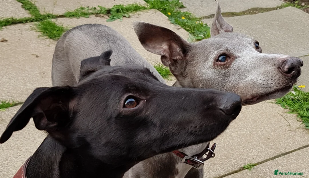 Whippet dogs for stud: Eidynrock Sangoma with Silkspun ,Sportingbred.X in Glasgow - Advert 14