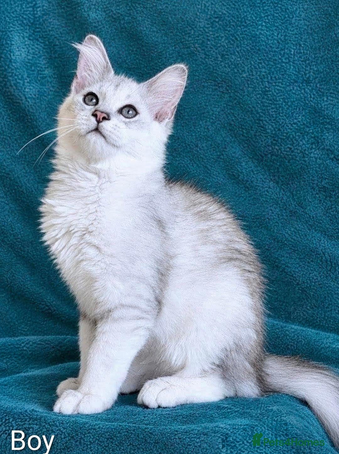 Maine Coon cats Tica Registered Shaded Maine Coon Kitten  - Advert 17