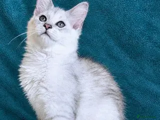 Maine Coon cats Tica Registered Shaded Maine Coon Kitten - Advert 17
