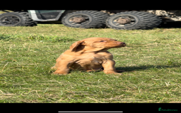 Hungarian Vizsla dogs for sale: Wirehaired Vizsla’s - Image 32