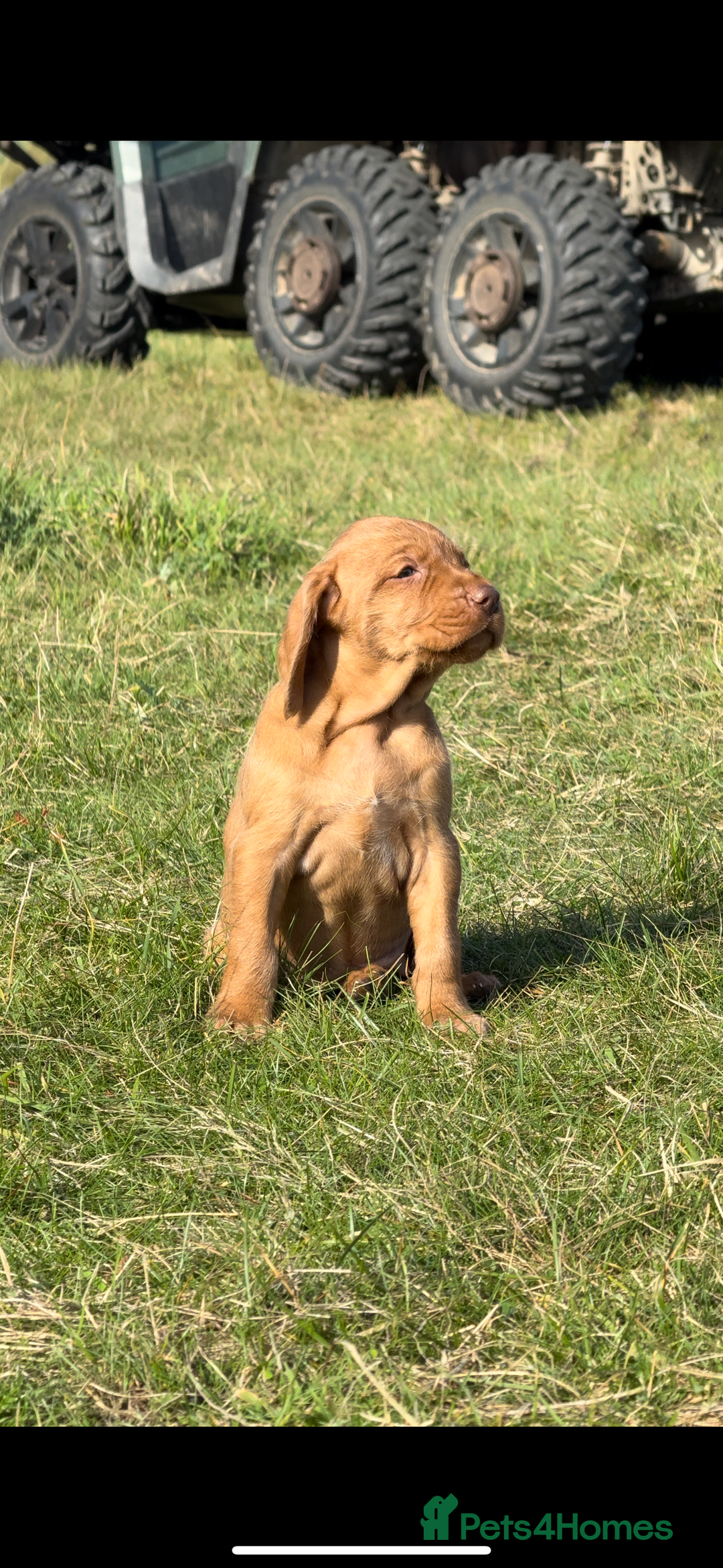 Hungarian Vizsla dogs for sale: Wirehaired Vizsla’s - Image 32