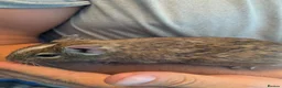 Degus rodents for sale: 6 male Degus ready for their forever homes - Advert 3