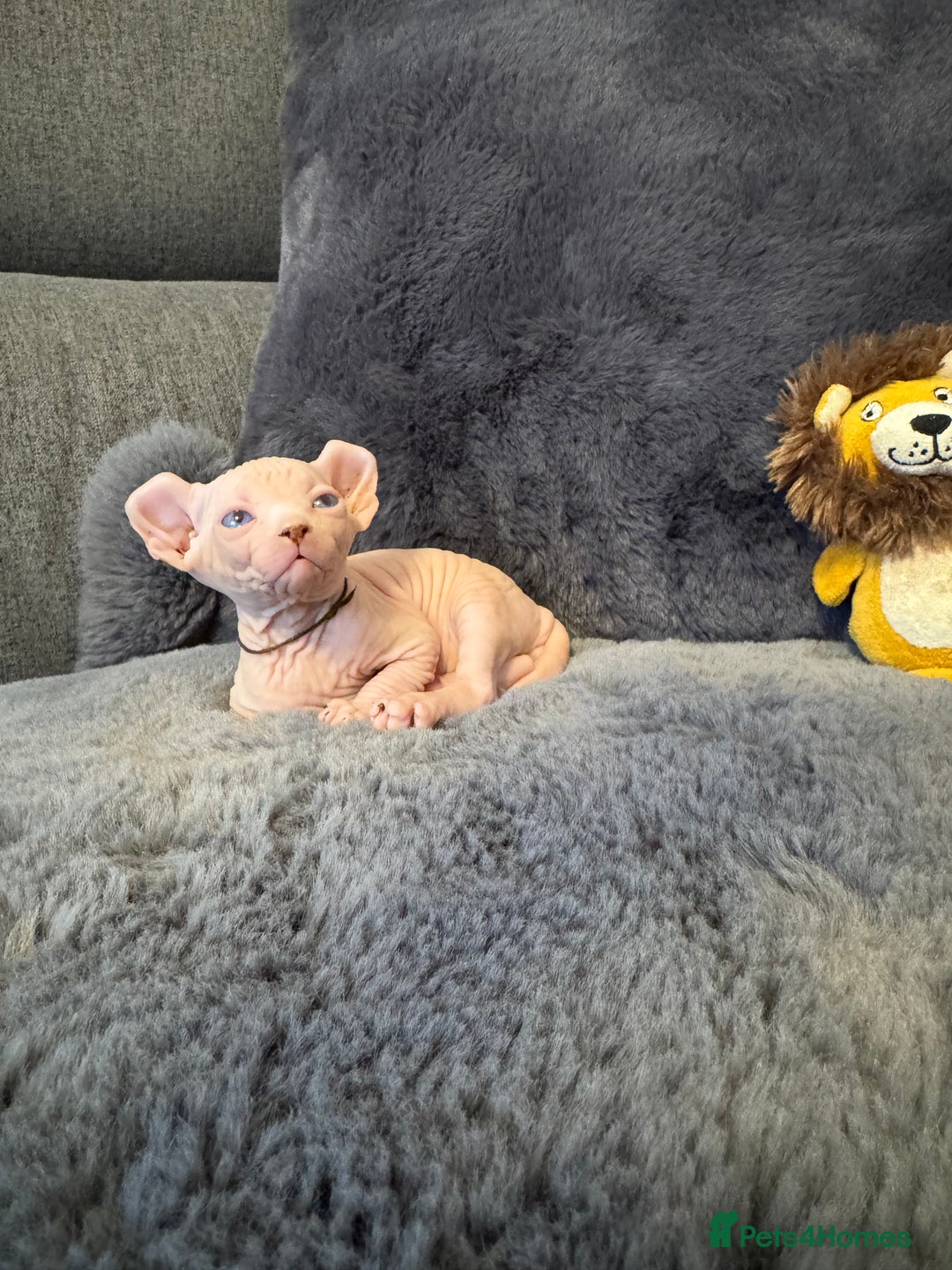 Sphynx cats for sale:  🔥Sphynx and Elf kittens 🔥 - Advert 11