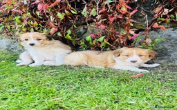 Border Collie dogs for sale: Beautiful border collie puppies for sale  - Image 5