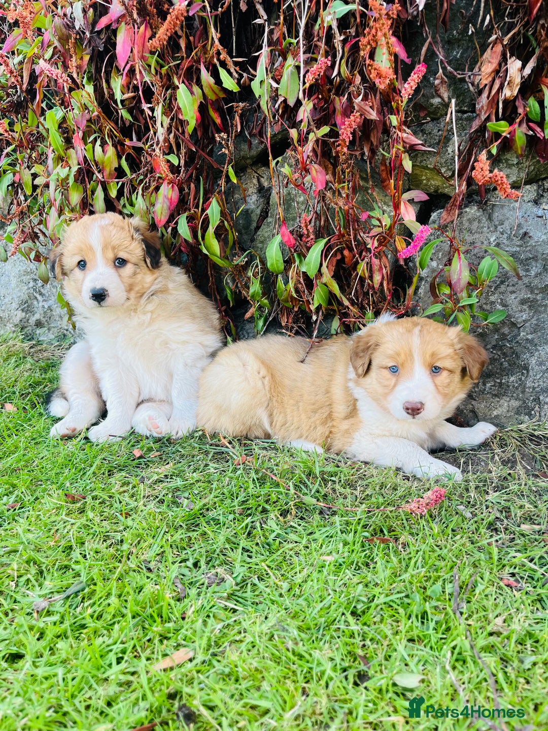 Border Collie dogs for sale: Beautiful border collie puppies for sale  - Image 5