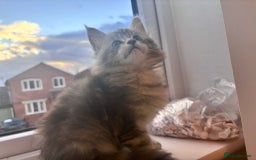 Maine Coon cats for sale: 5 Amazing Maine Coon kittens  - Image 7