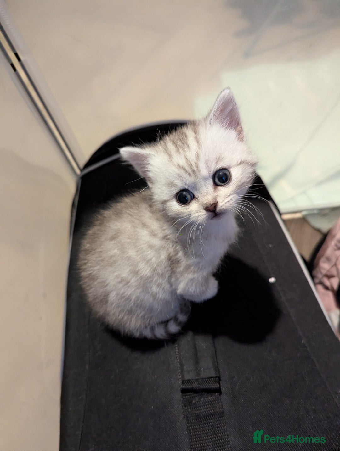 Scottish Fold cats for sale: 🐾 Beautiful Scottish Fold Kittens (3 Reserved) 🐾 - Image 14