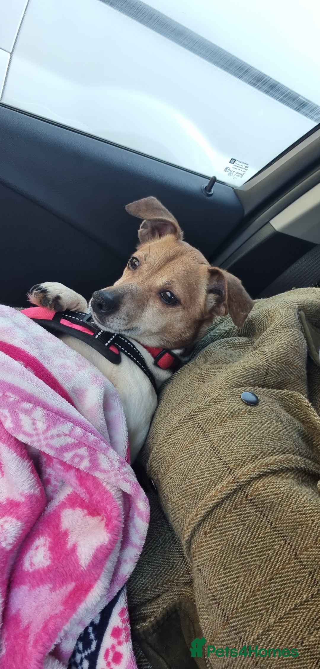 Jack Russell dogs for sale: Jack Russell puppies  - Image 12