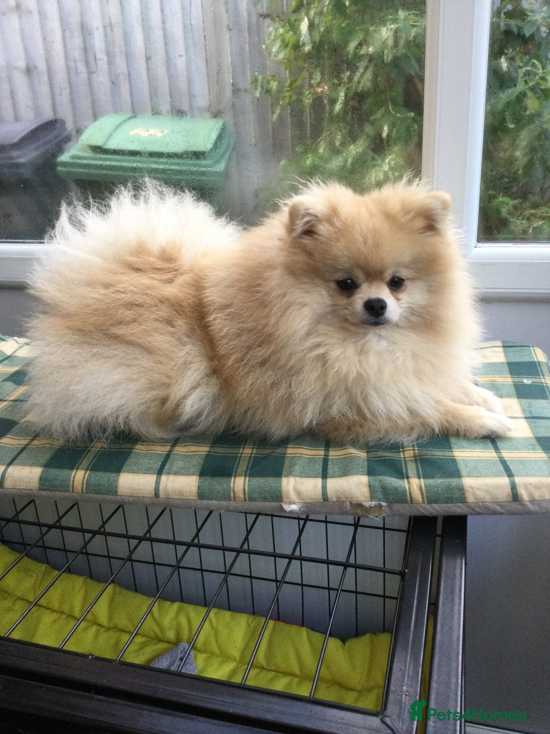 Pomeranian dogs for sale: READY NOW! kc reg STUNNING Pomeranian puppies  - Image 26