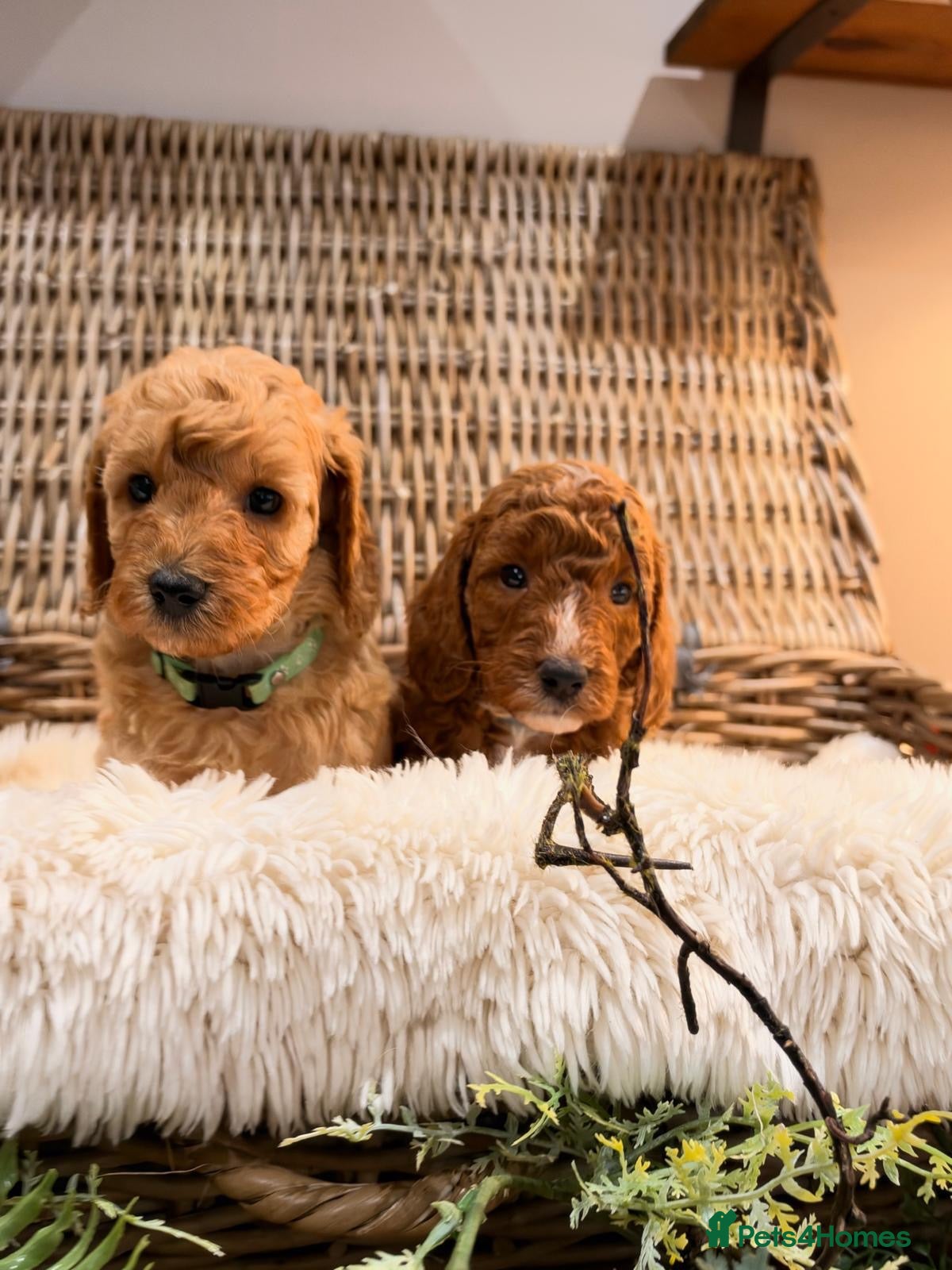 Miniature Poodle dogs KC reg Miniature poodles - Advert 1