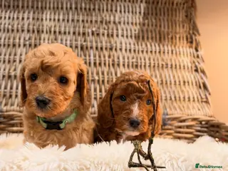 Miniature Poodle dogs KC reg Miniature poodles - Advert 1