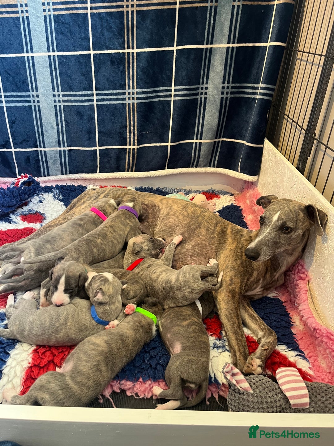 Whippet dogs for sale: Show Quality Blue Brindle KC Registered Whippets - Image 6