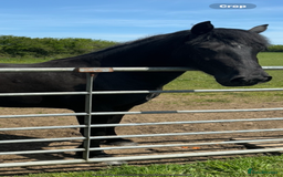 Welsh Section D horses for sale: Section D beautiful Black Mare Magic - Image 17