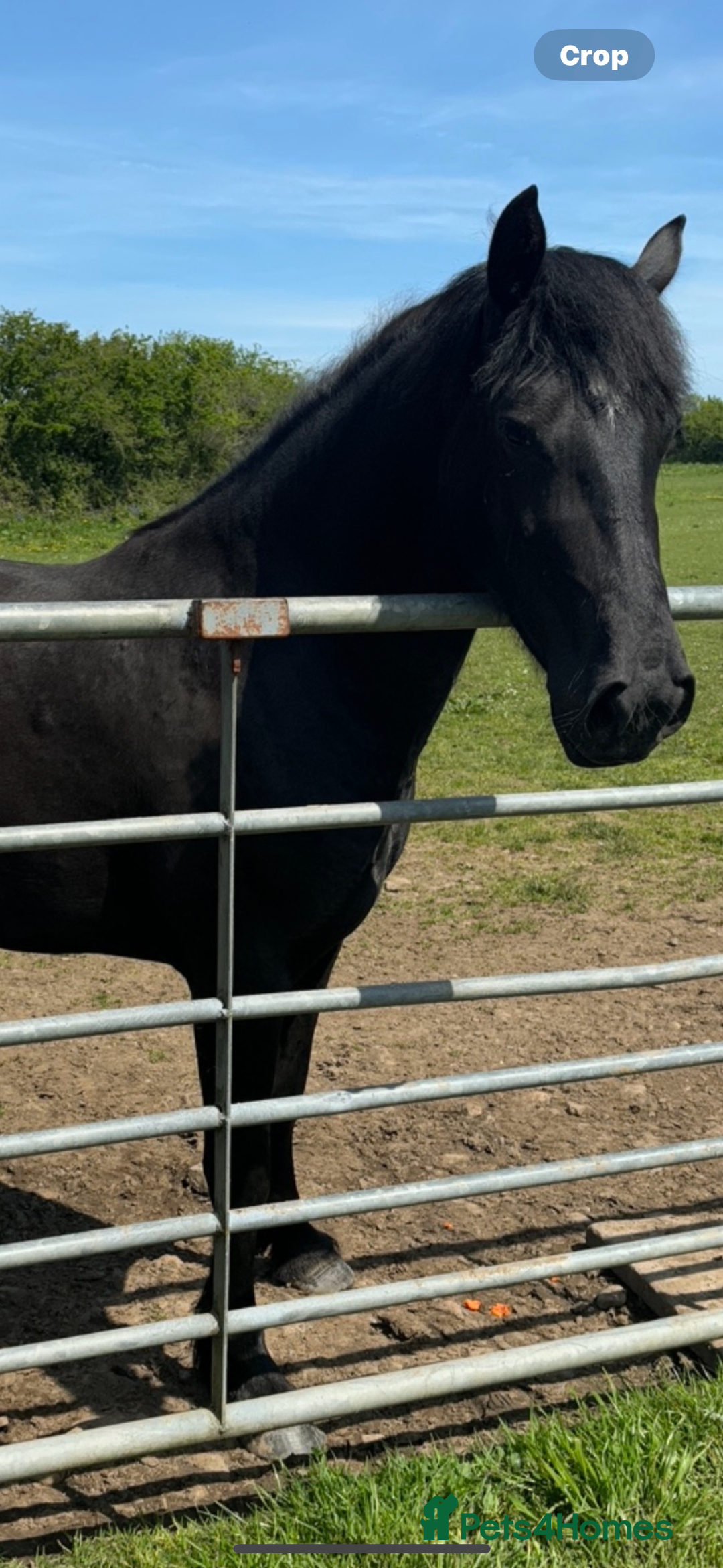 Welsh Section D horses for sale: Section D beautiful Black Mare Magic - Image 17