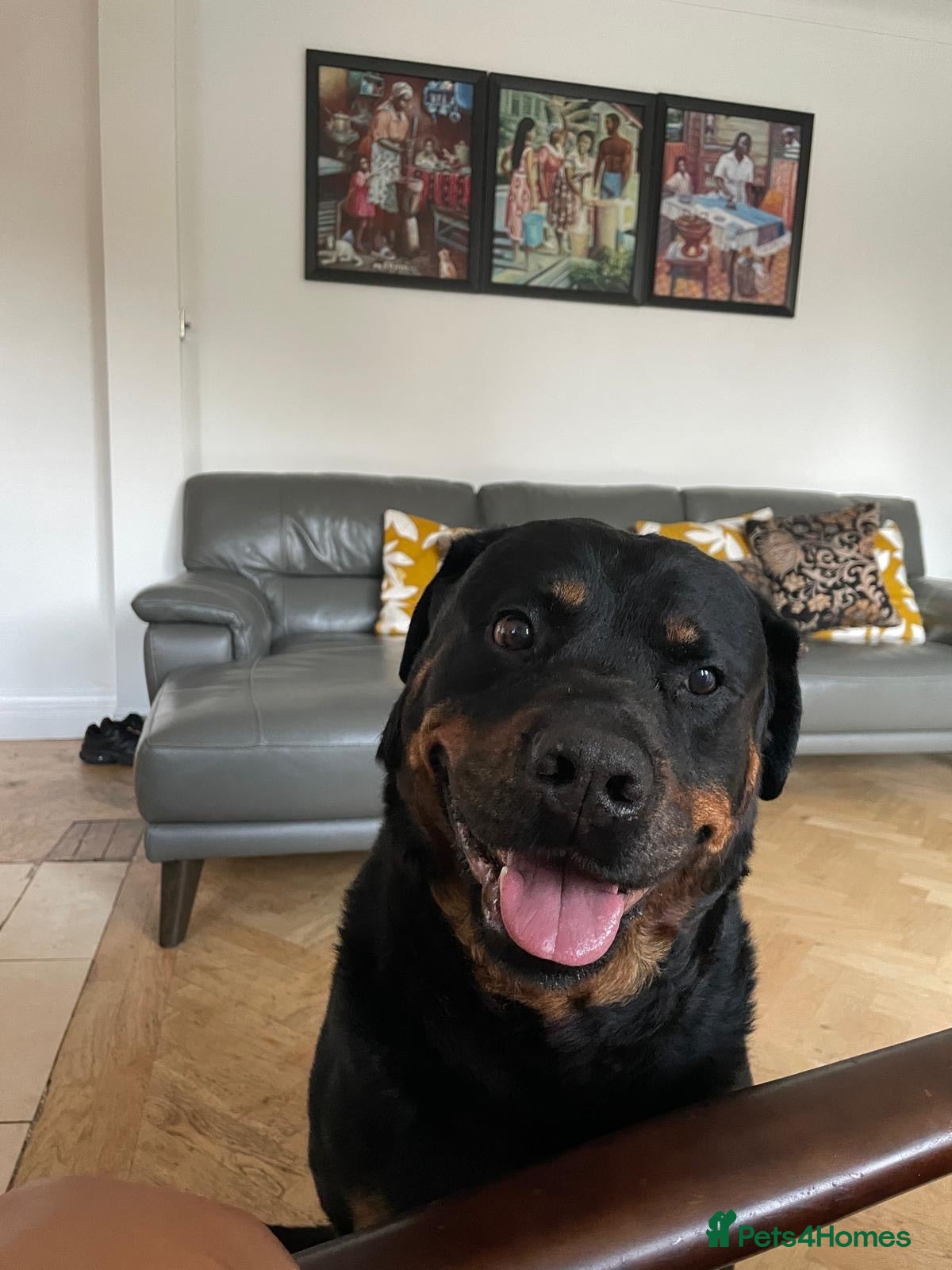 Rottweiler dogs Belly, 8-Year-Old Loving Rottweiler - Advert 14