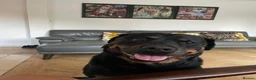 Rottweiler dogs for sale: Belly, 8-Year-Old Loving Rottweiler - Advert 1