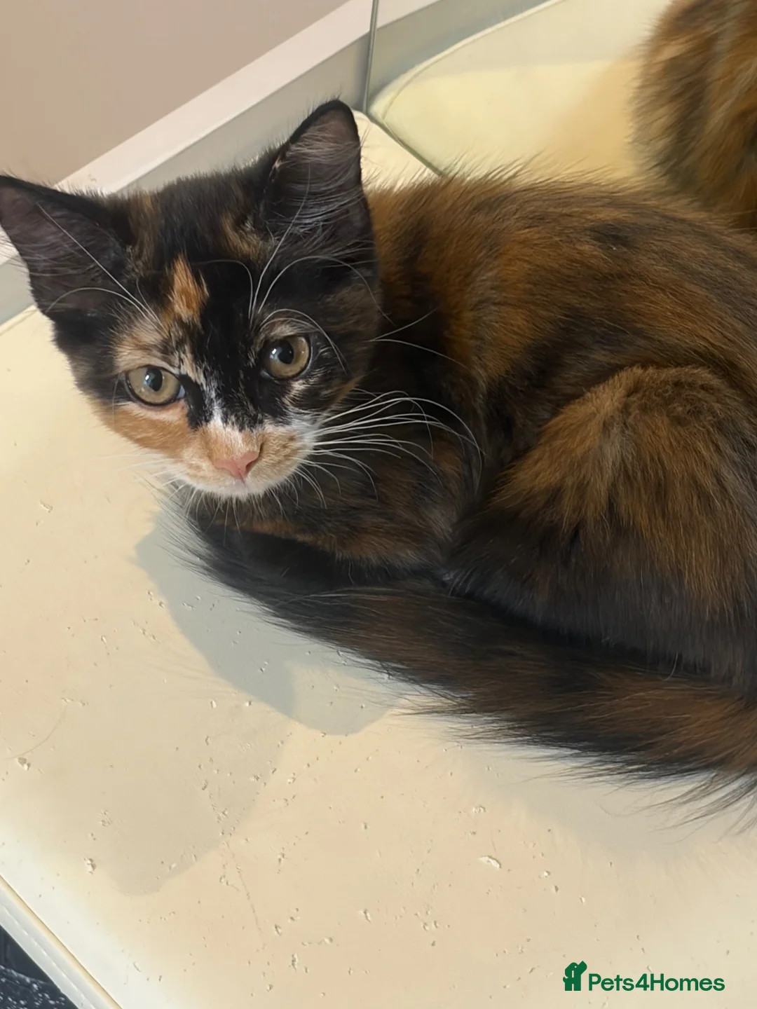 Mixed Breed cats for sale: half ragdoll kittens  - Advert 2