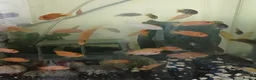 Cichlids fish for sale: African cichlids  - Advert 6