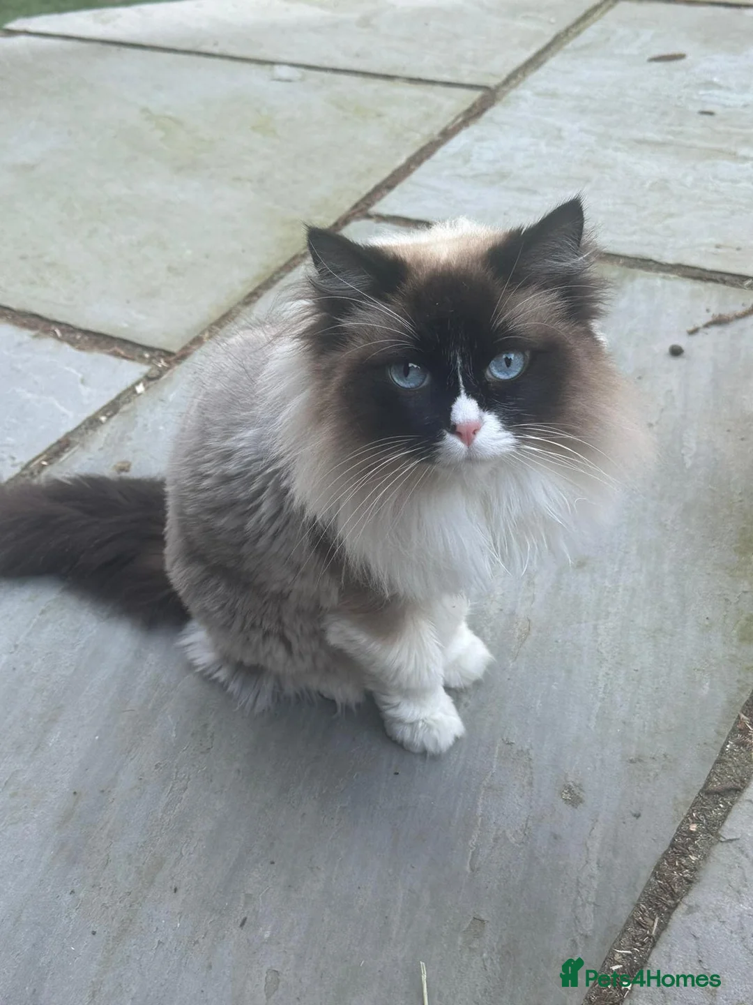 Maine Coon cats for sale: Two cats needing new homes  in Bolton - Advert 2