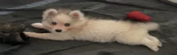 Pomsky dogs for sale: Pomsky Puppies - Advert 9