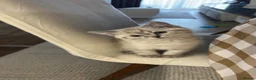 British Shorthair cats for sale: Chunky Female Colourpoint British Shorthair Kitten - Advert 5