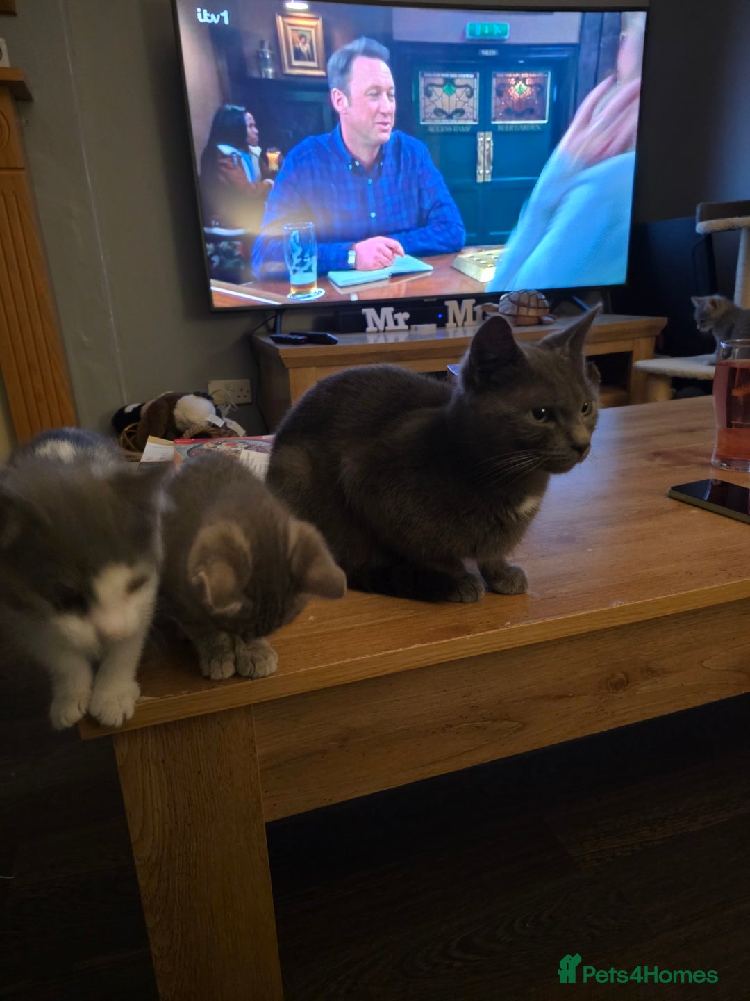 Domestic Shorthair cats for sale: 5 kittens available  - Advert 1