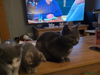 Domestic Shorthair cats for sale: 5 kittens available - Advert 1