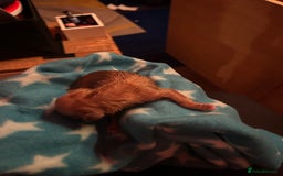 Dogue De Bordeaux dogs for sale: Dogue De Bordauex Puppies for sale - Image 20