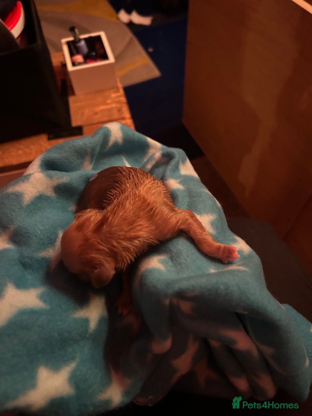 Dogue De Bordeaux dogs for sale: Dogue De Bordauex Puppies for sale - Image 20