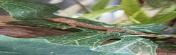 Tarantulas invertebrates for sale: M,geckos,snails.scorpian - Advert 6