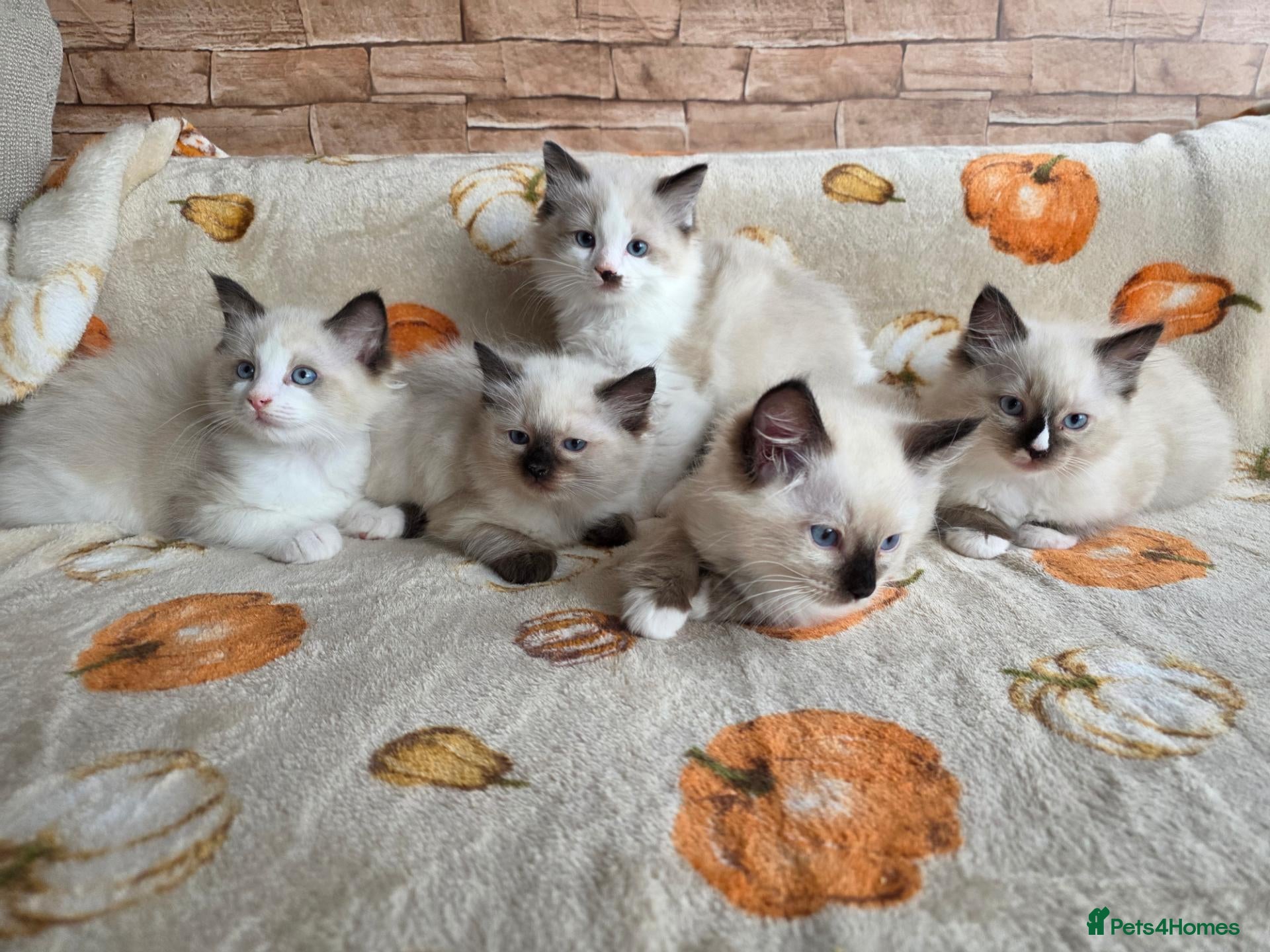 Ragdoll cats Pure Ragdoll Kittens  - Advert 1