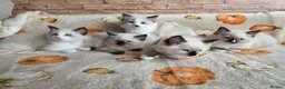 Ragdoll cats for sale: Pure Ragdoll Kittens  - Advert 1