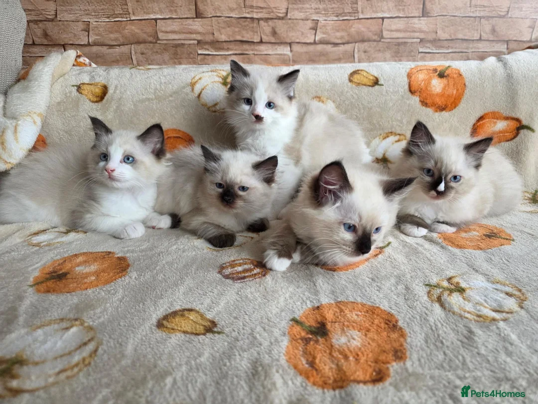 Ragdoll cats for sale: Pure Ragdoll Kittens  - Advert 1