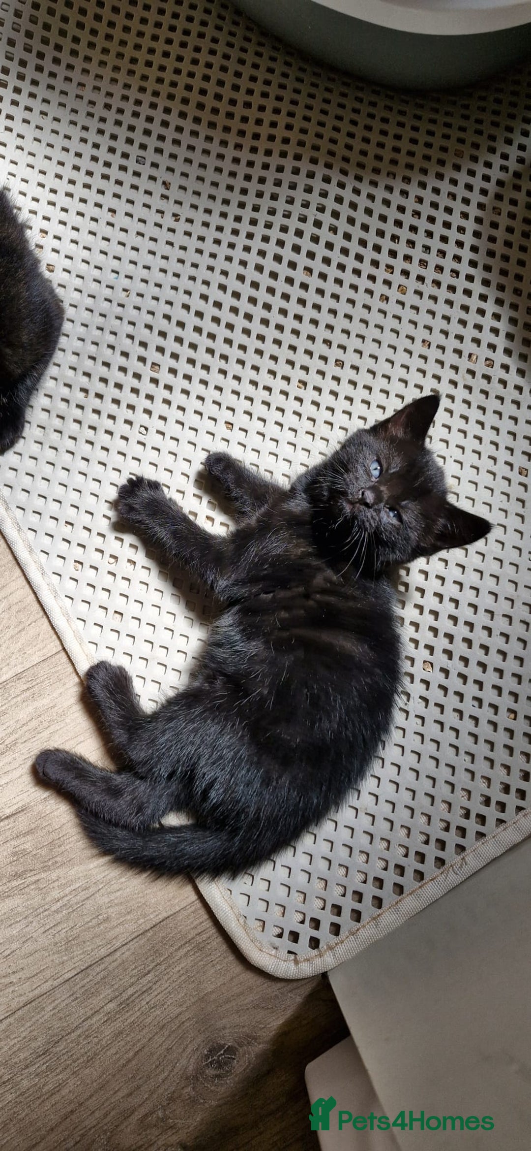 Mixed Breed cats for sale: Adorable kittens  - Image 18