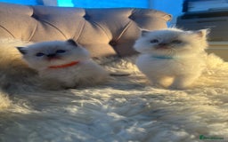 Ragdoll cats for sale: Ragdoll kittens pure breed!!! 😺 - Image 7