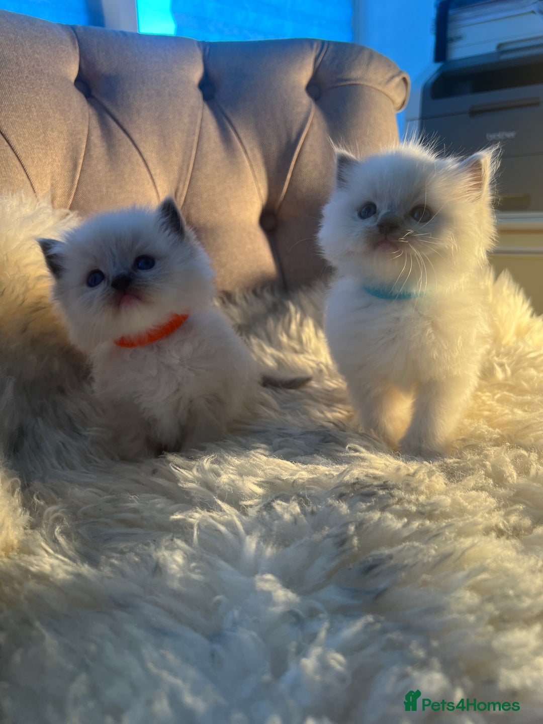 Ragdoll cats for sale: Ragdoll kittens pure breed!!! 😺 - Image 7