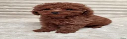 Toy Poodle dogs for sale:  Red Toy Poodle Puppies – Asian Teddy Bear Type in Motherwell - Advert 7