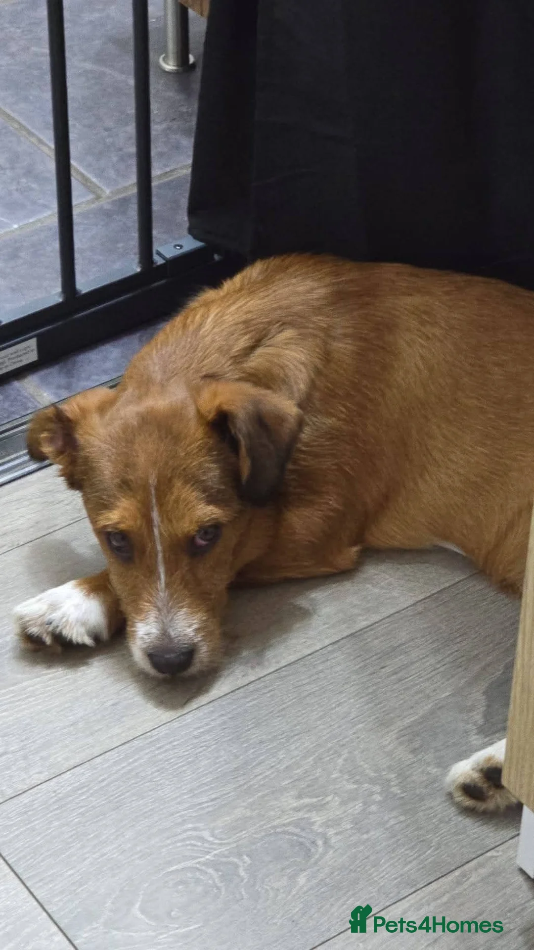 Mixed Breed dogs for adoption: Meet Lea, currently residing in Buckinghamshire  in Slough - Advert 2