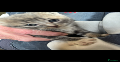 British Shorthair cats - Advert 6