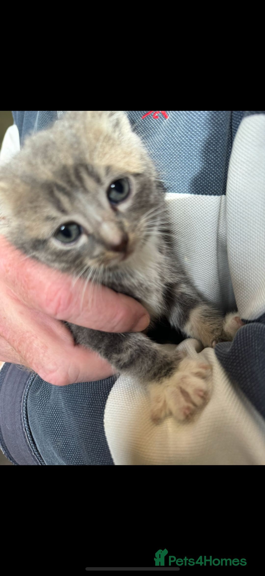 British Shorthair cats for sale: Beautiful kittens for sale - Image 2