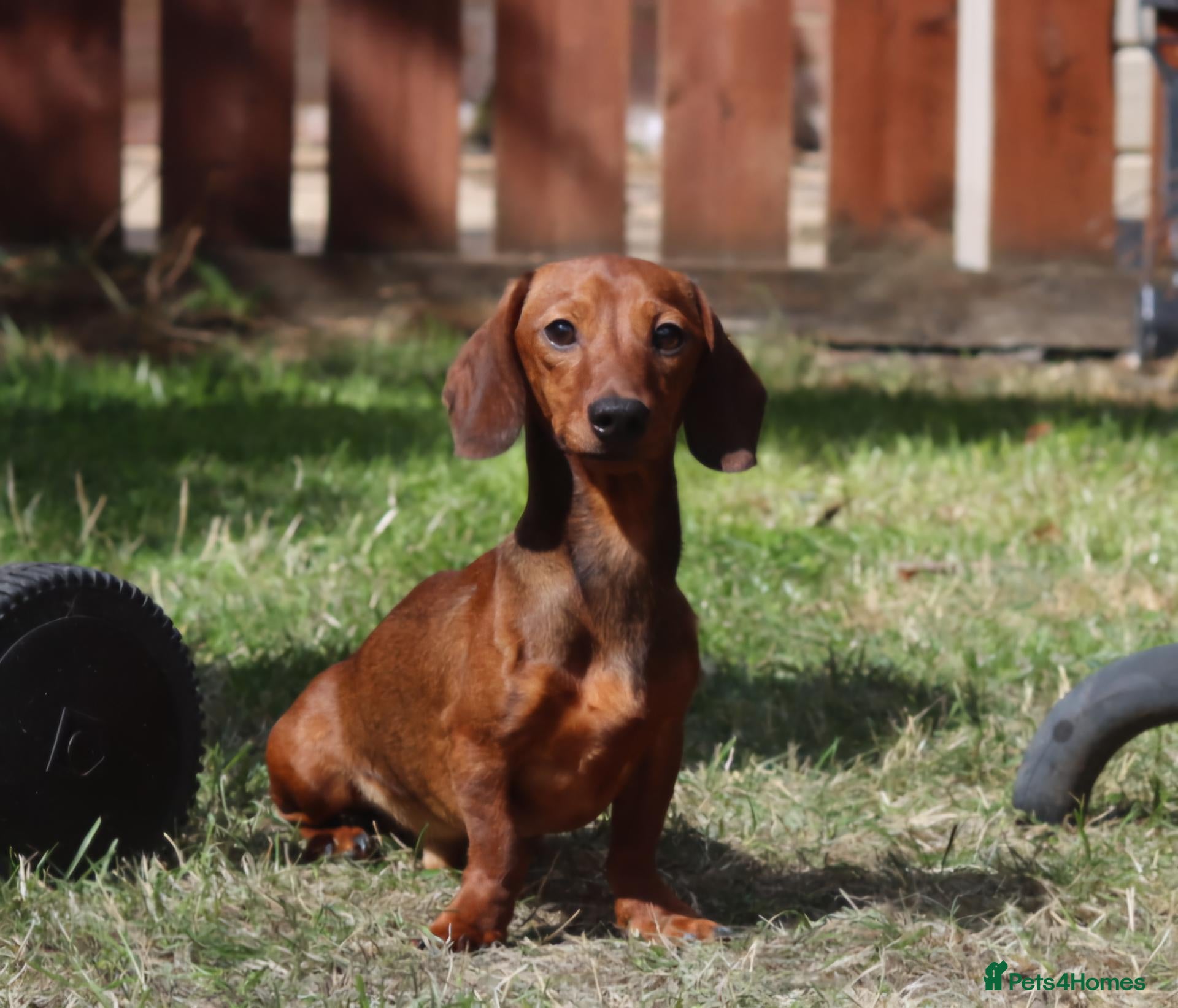 Miniature Dachshund dogs Stud & Scan Miniature Dachshund  - Advert 2