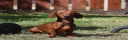 Miniature Dachshund dogs for stud: Red Miniature Dachshund Stud - Advert 3