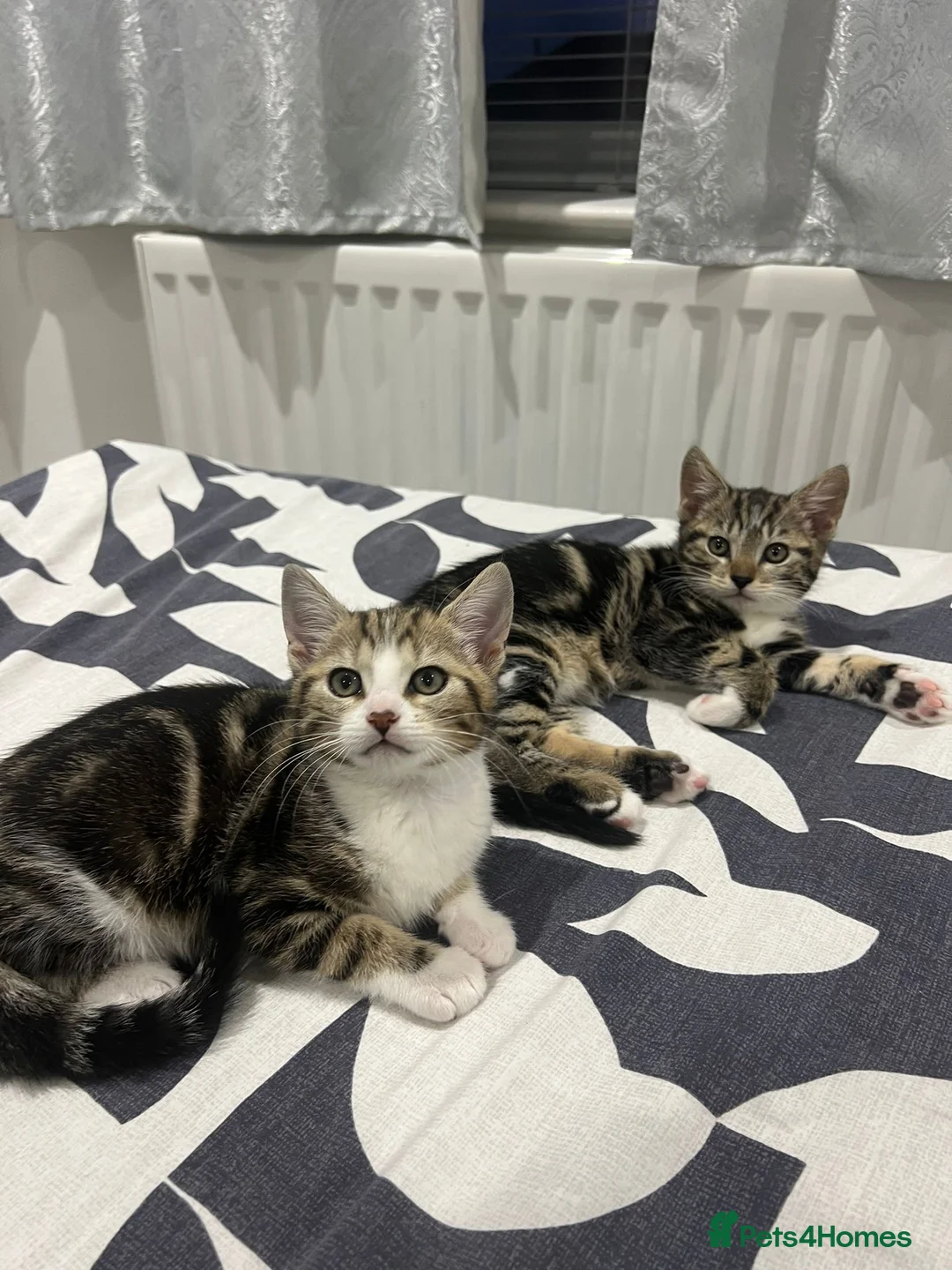 Mixed Breed cats for sale: Kitten for free - Advert 5