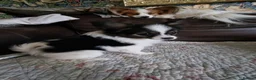 Papillon dogs for sale: Beautiful Papillon girl - Advert 4