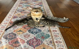 Bengal cats for sale: Sweet kittens - Image 12