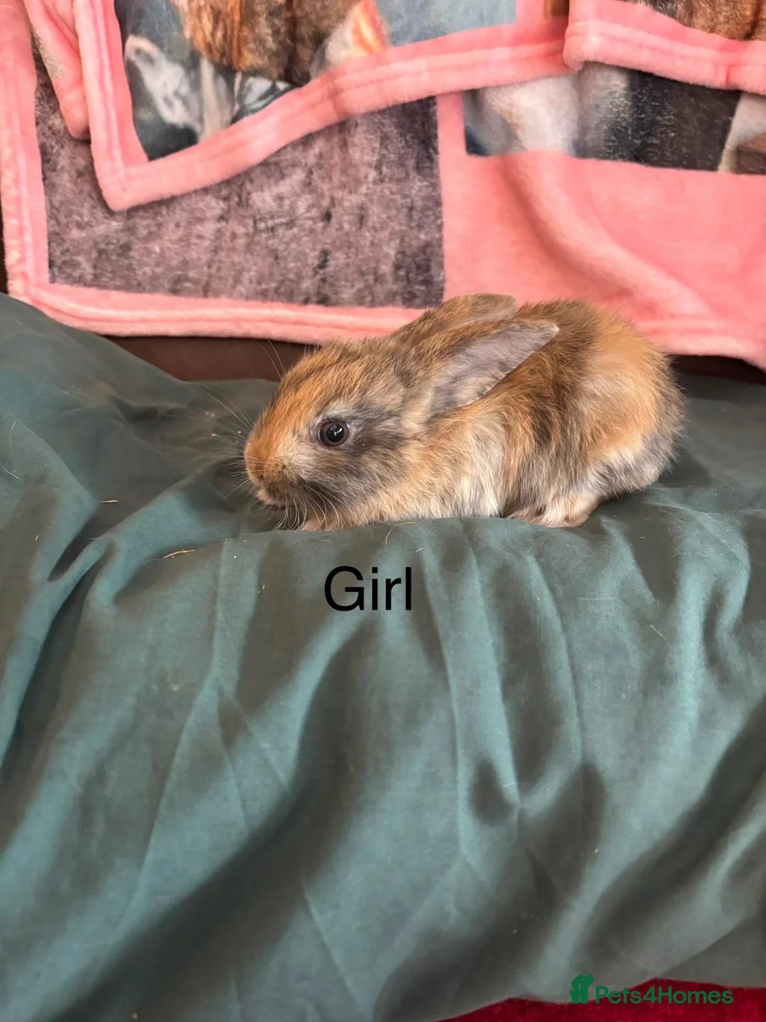 Mixed Breed rabbits for sale: Lop x mini Rex  in Brigg - Advert 2