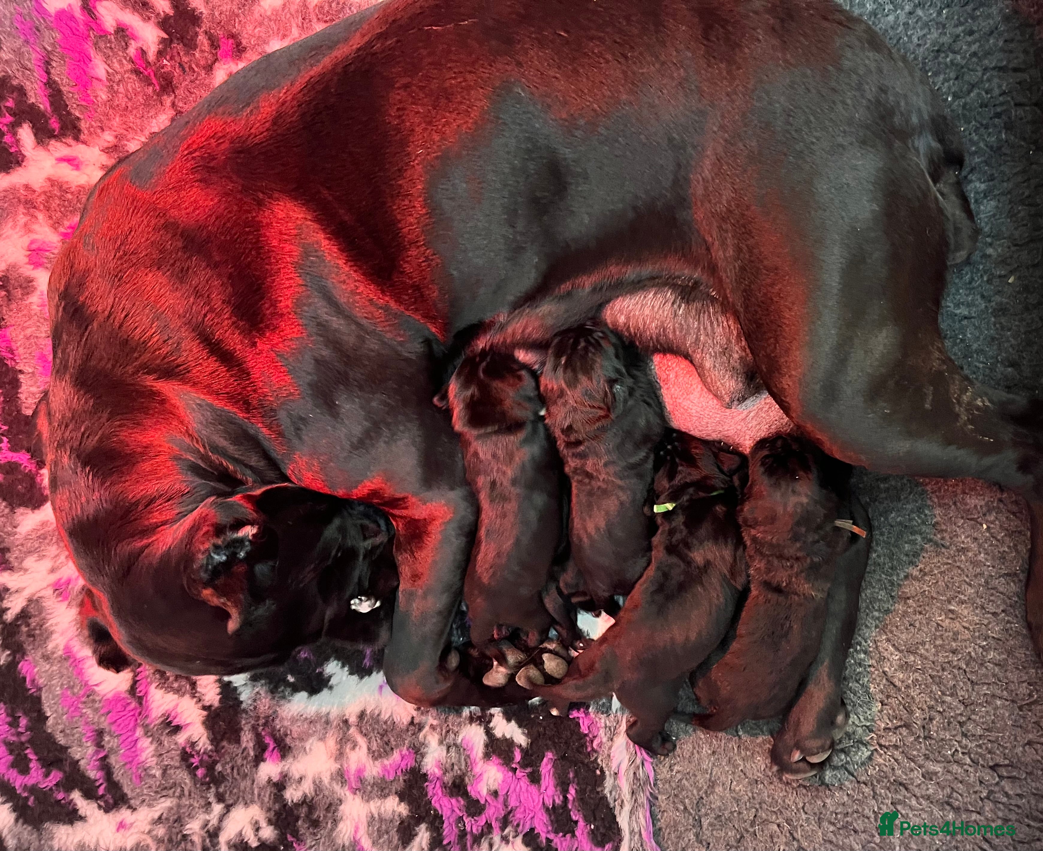 Cane Corso dogs Cane Corso Puppies  - Advert 11