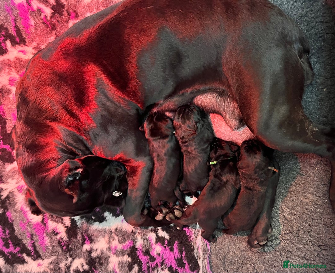 Cane Corso dogs for sale: Cane Corso Puppies  - Advert 1